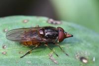 Rhingia campestris