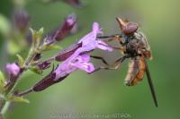 Rhingia campestris