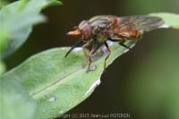 Rhingia campestris