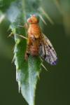 Xyphosia miliaria