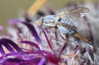 Terellia longicauda