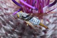 Terellia longicauda