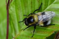 Volucella bombylans