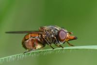 Rhingia campestris