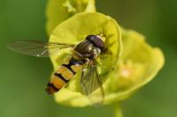 Episyrphus balteatus