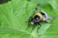 Volucella bombylans