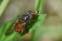 Rhingia campestris