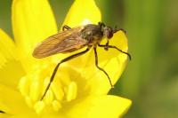 Empis tessellata
