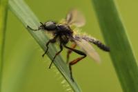 Bibio lanigerus
