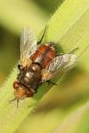 Gonia vacua