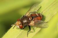 Gonia vacua