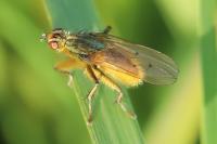 Scathophaga stercoraria