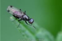 Sepsis fulgens