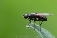 Sepsis fulgens