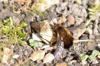 Bombylius discolor