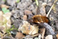 Bombylius discolor