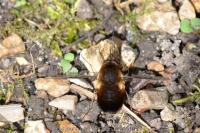Bombylius discolor