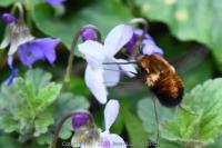 Bombylius discolor