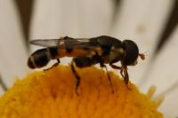 Syritta pipiens