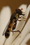 Syritta pipiens