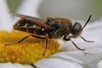 Stratiomys singularior