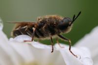 Stratiomys singularior