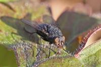 Calliphora vicina