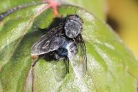 Calliphora vicina