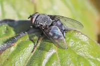 Calliphora vicina
