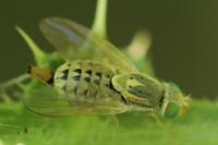 Terellia serratulae