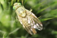 Terellia serratulae