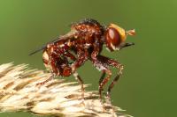 Sicus ferrugineus