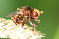 Sicus ferrugineus