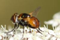 Cistogaster globosa