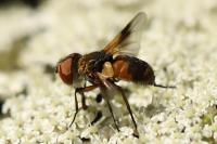 Ectophasia crassipennis