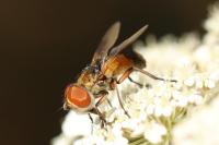 Ectophasia crassipennis