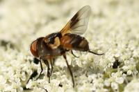 Ectophasia crassipennis
