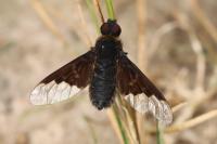 Hemipenthes morio