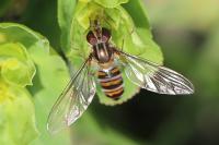 Episyrphus balteatus