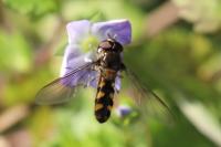 Meliscaeva auricollis