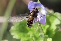 Meliscaeva auricollis