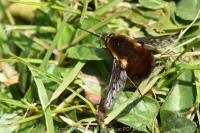 Bombylius discolor