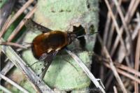 Bombylius discolor