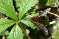 Bombylius discolor