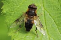 Eristalis pertinax