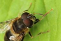 Eristalis pertinax