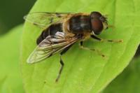 Eristalis pertinax