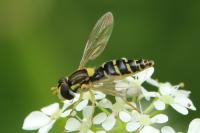 Sphaerophoria