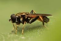 Xylota segnis