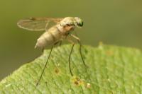Chrysopilus asiliformis